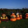 img_7204_000.jpg