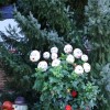 img_7239_000.jpg