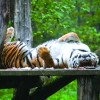 zoo1.JPG