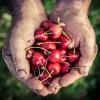 prehrana_ThinkstockPhotos-509852146.jpg