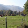 kostanjev_piknik_na_mg_2018_pd_in_mo_05.jpg