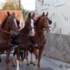 img_0011_000.jpg