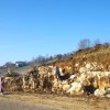 bucka_006.jpg