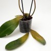 rumenenje listov orhideja phalaenopsis.jpg
