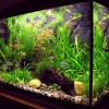 amaterske_akvarium.jpg