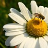 ivanjščica pixabay ox-eye-daisy-3576380_1920.jpg