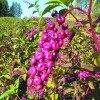 invazivne IMG_7840.jpg