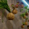 ustvarjamo kokedama3.jpg