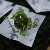 _mg_5567_000.jpg