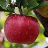 jabolko apple-2788616_1920.jpg