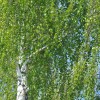 a656676d012ca915807984381da4b488.jpeg