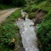 plavišnik.jpg
