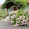 roze__4_.jpg