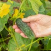 kumara.jpg
