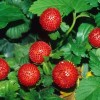 indijski jagodnjak (Duchesnea indica)4.jpg