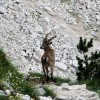 _ctriglav__22_.jpg