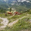 _ctriglav__62_.jpg