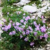 _ctriglav__19_.jpg