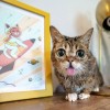 Lil Bub.png