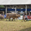 gornja-radgona, agra-2019-ponedeljek