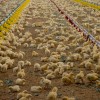 perutninarstvo, boštjan-slavič, piščančja-farma