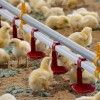 perutninarstvo, boštjan-slavič, piščančja-farma