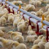 perutninarstvo, boštjan-slavič, piščančja-farma