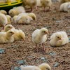 perutninarstvo, boštjan-slavič, piščančja-farma
