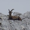 triglav_avgust_2019__47_.jpg