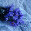 triglav_avgust_2019__38_.jpg