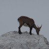 triglav_avgust_2019__01_.jpg