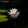 flowers-3276922_1920.jpg