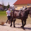 konji_013_0001.jpg