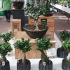 vrtni-center-kurbus, bonsai, razstava-bonsajev