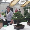 vrtni-center-kurbus, bonsai, razstava-bonsajev