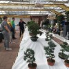 vrtni-center-kurbus, bonsai, razstava-bonsajev