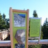 pot-med-krošnjami, rogla, pohorje