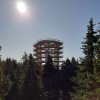 Pot med krošnjami, Rogla, Pohorje