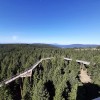 Pot med krošnjami, Rogla, Pohorje