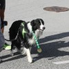 novomeski_polmaraton_114.jpg
