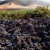 cabernet sauvignon.jpg