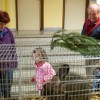 razstava-živali, razstava-malih-živali