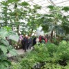dobrovnik, dan-odprtih-vrat-ocean-orchids-tropski-vrt