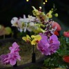 dobrovnik, dan-odprtih-vrat-ocean-orchids-tropski-vrt