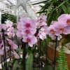 dobrovnik, dan-odprtih-vrat-ocean-orchids-tropski-vrt