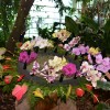dobrovnik, dan-odprtih-vrat-ocean-orchids-tropski-vrt
