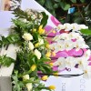 dobrovnik, dan-odprtih-vrat-ocean-orchids-tropski-vrt