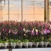 dobrovnik, dan-odprtih-vrat-ocean-orchids-tropski-vrt