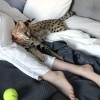 maška serval