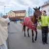 blagoslov-konj, križevci-pri-ljutomeru